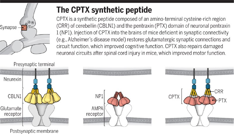 Restoring neuron connections
