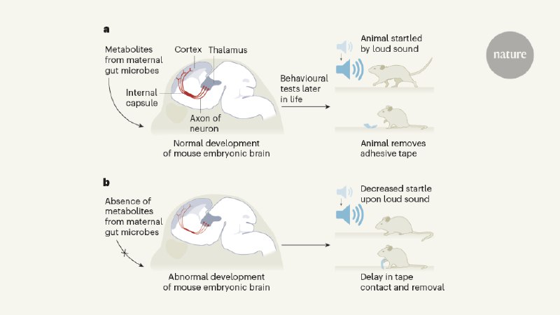 Maternal microbes support fetal brain wiring